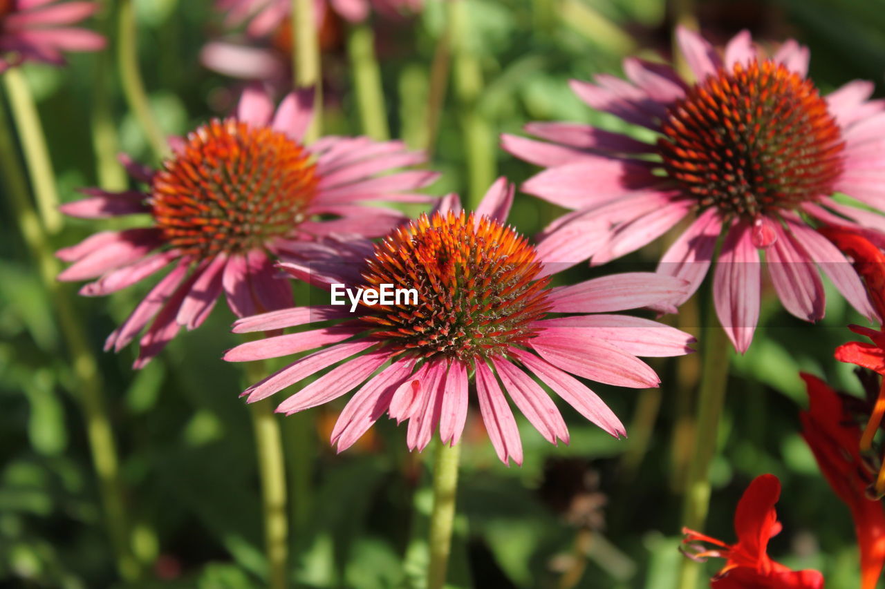 Close-up of eastern purple coneflowers blooming in park