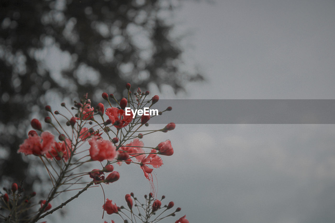 Low angle view of flowering plant against cloudy sky