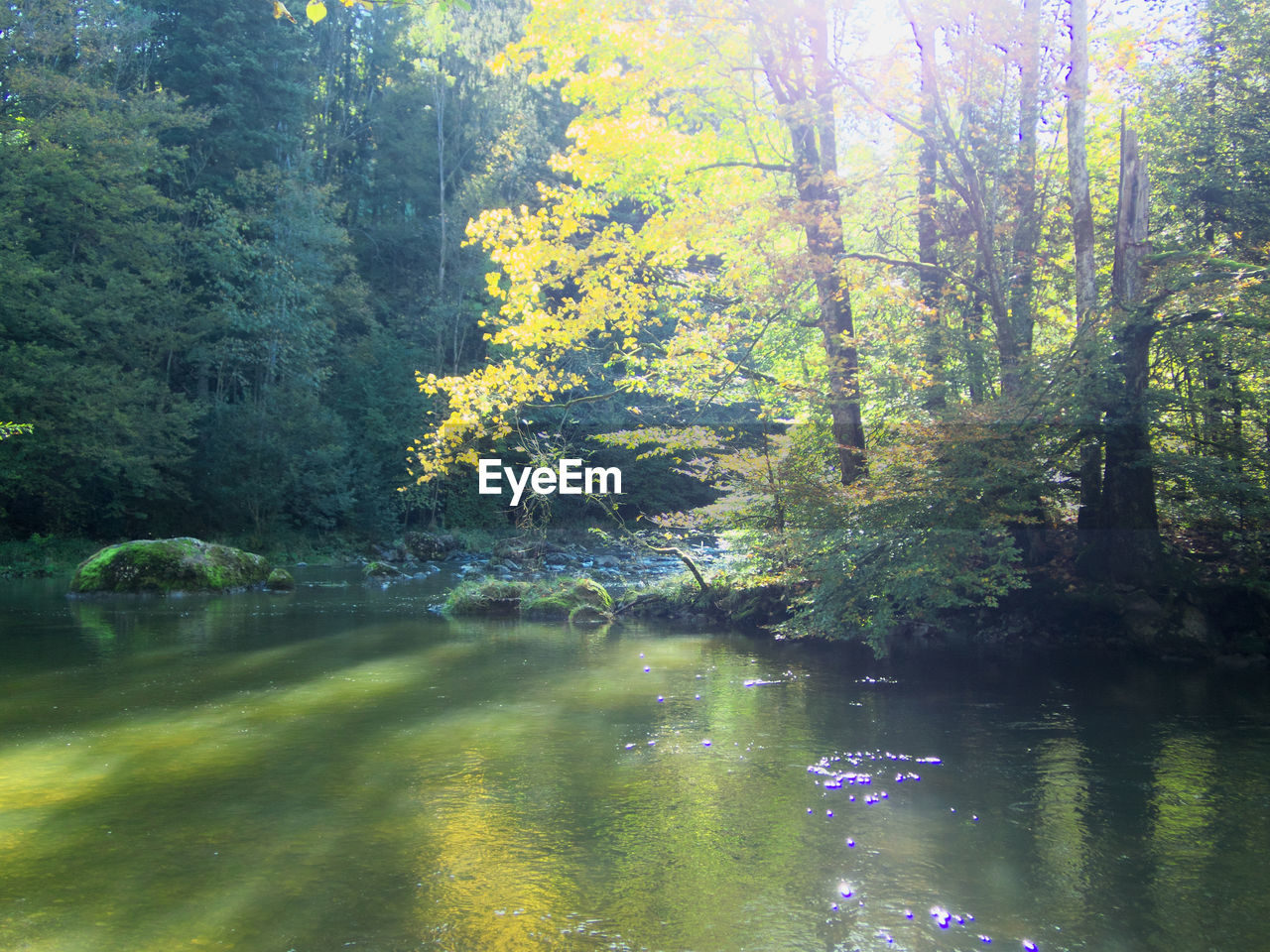 TREES AND PLANTS IN LAKE