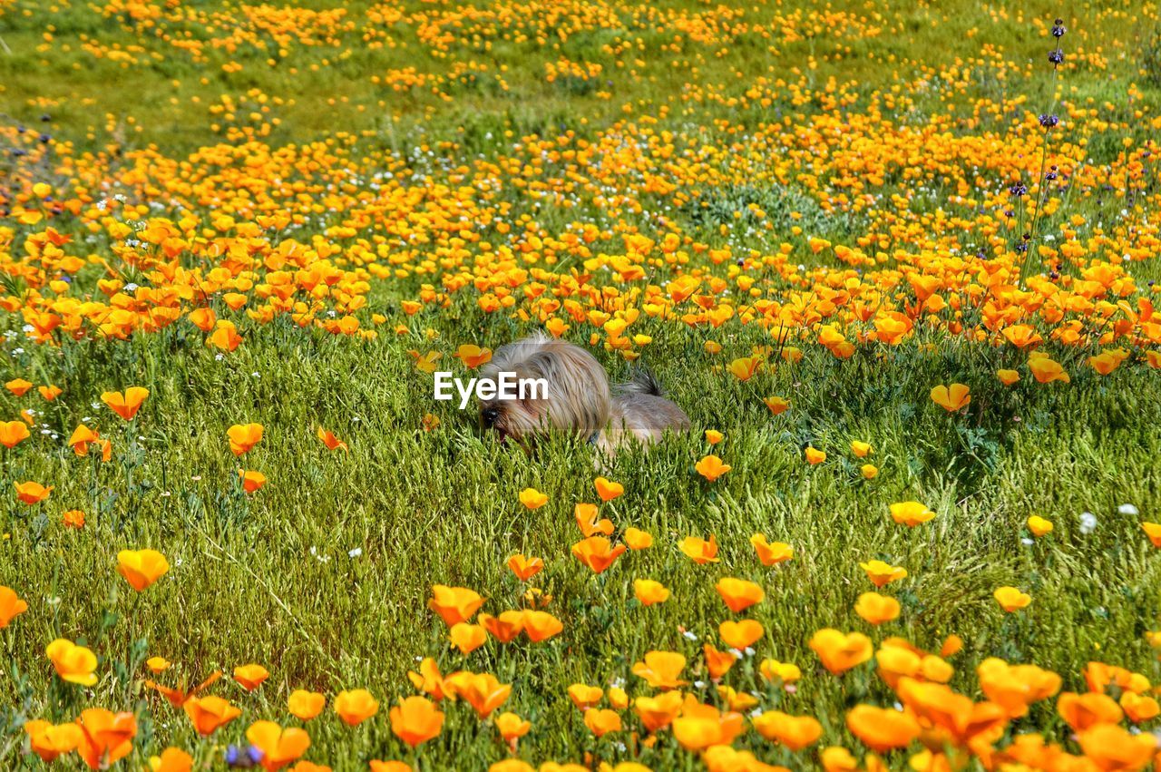 Puppy amidst yellow flowers on field