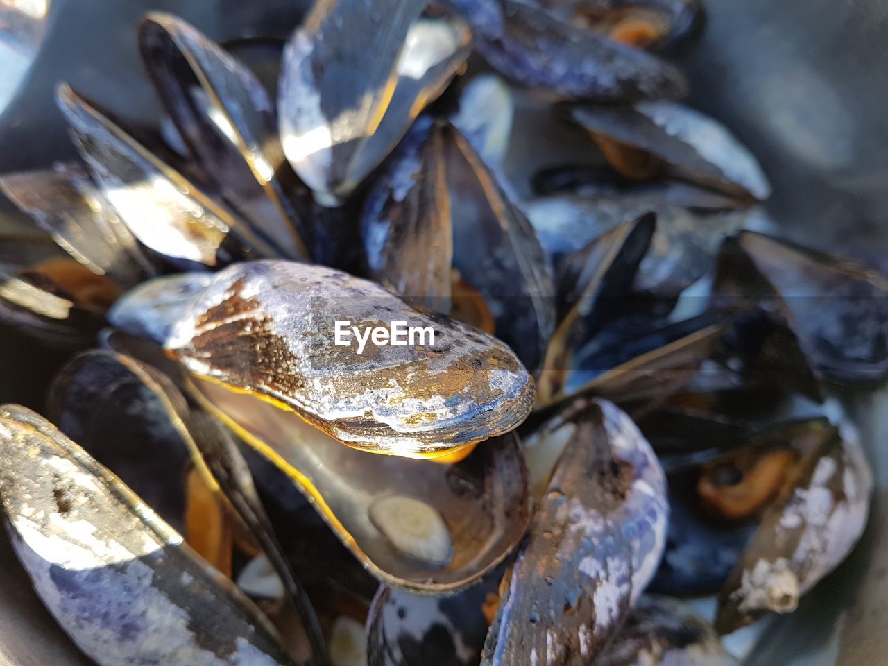 HIGH ANGLE VIEW OF FISH IN CONTAINER