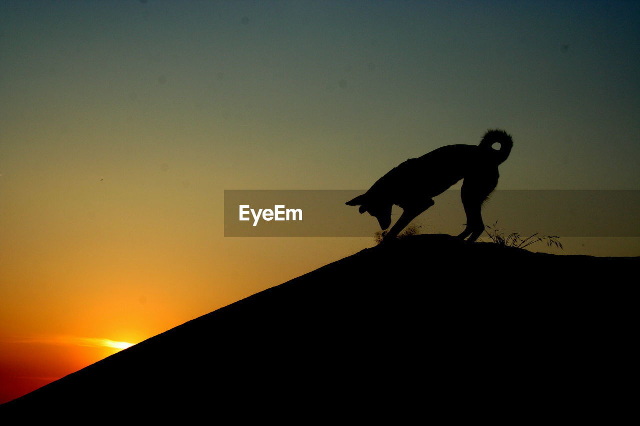 SILHOUETTE DOG STANDING AGAINST ORANGE SKY