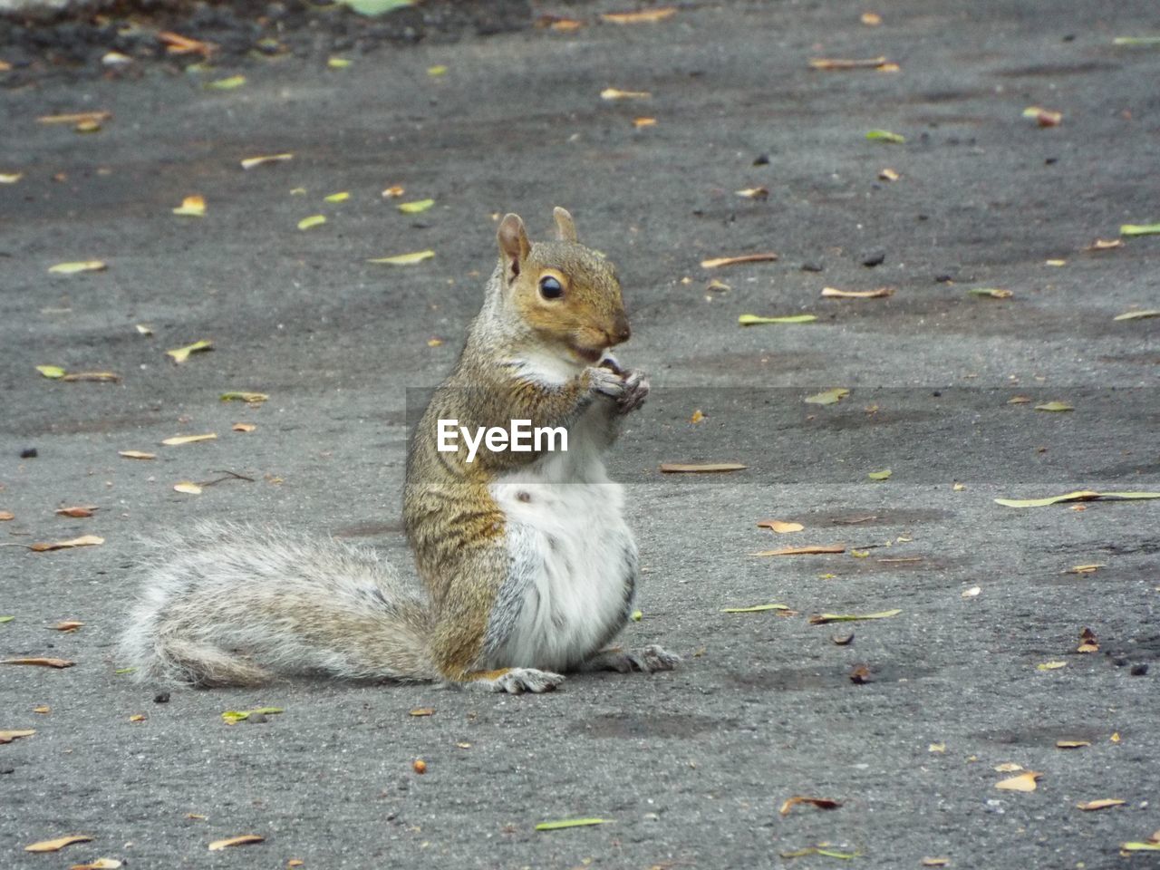 Squirrel sitting and eating