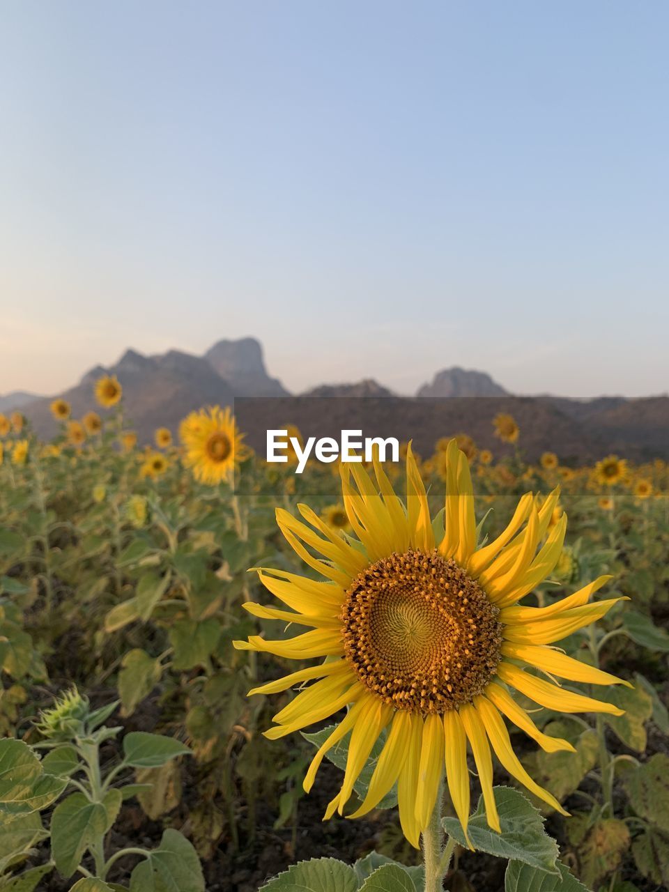 CLOSE-UP OF YELLOW FLOWERING PLANT ON FIELD