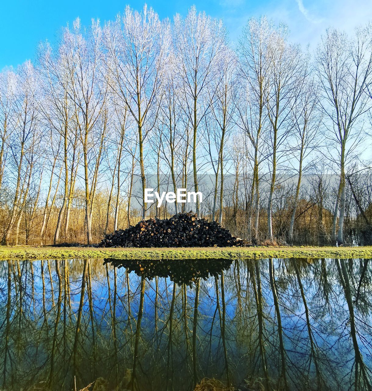 BARE TREE BY LAKE AGAINST SKY