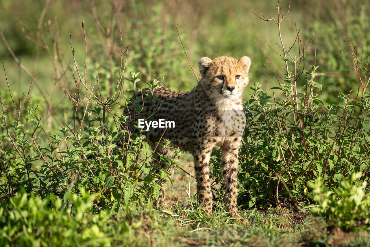Cheetah cub stands between bushes looking right