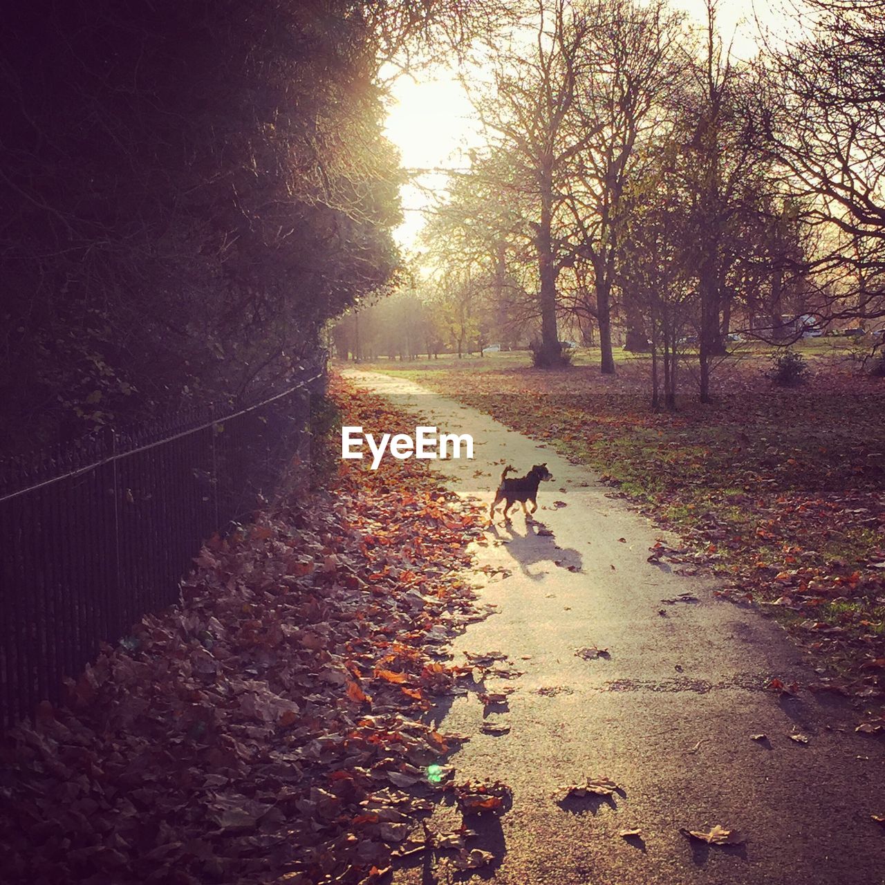 DOG AT PARK DURING SUNSET