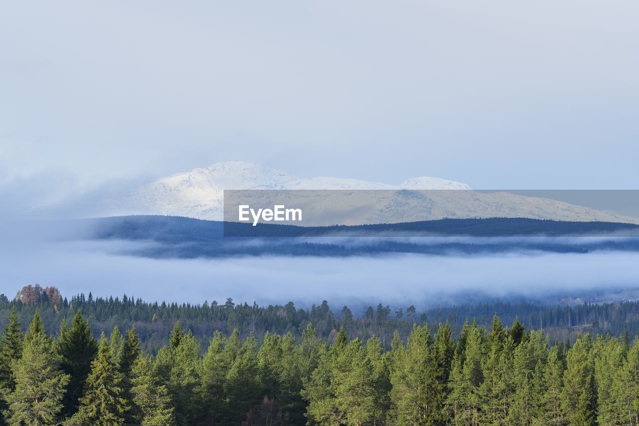 Scenic view of tree mountains against sky