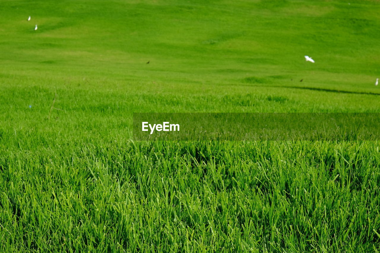 grassland, green, plant, grass, pasture, land, field, meadow, paddy field, lawn, nature, landscape, plain, beauty in nature, environment, day, agriculture, growth, no people, tranquility, natural environment, outdoors, scenics - nature, tranquil scene, golf, rural scene, prairie, soil, sports, leisure activity, golf course, activity, high angle view