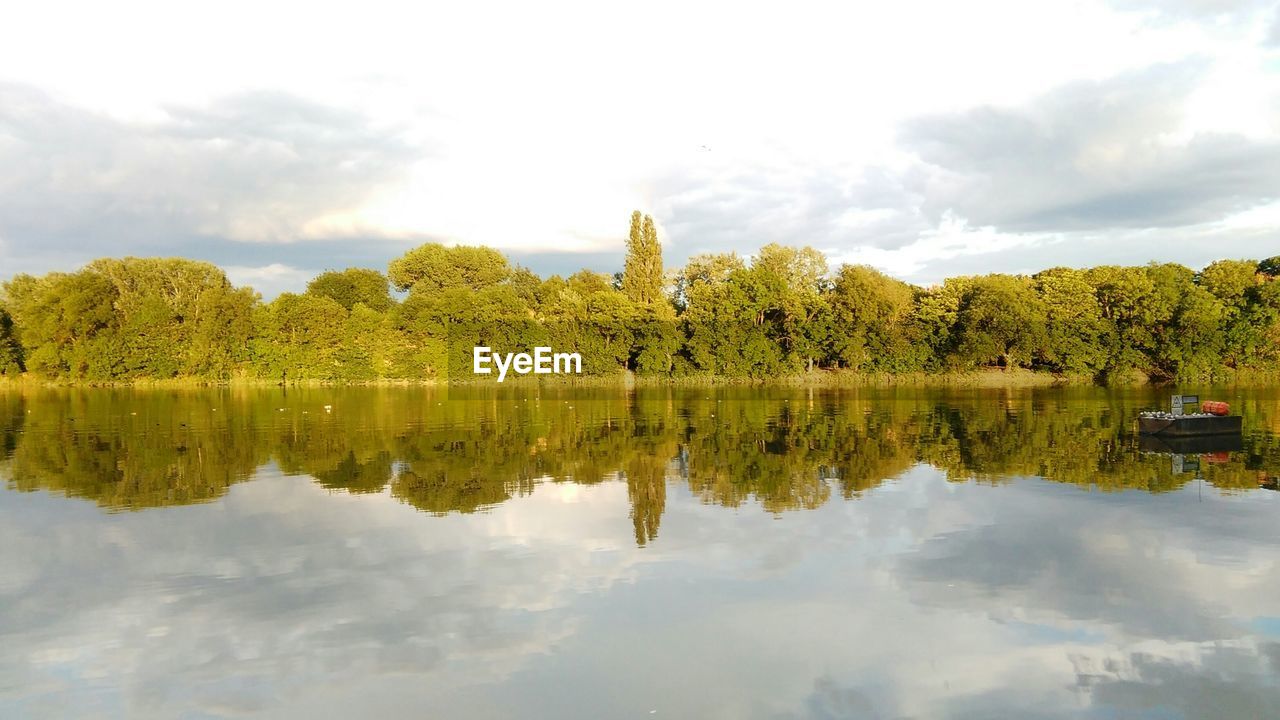 Trees growing by thames river against sky