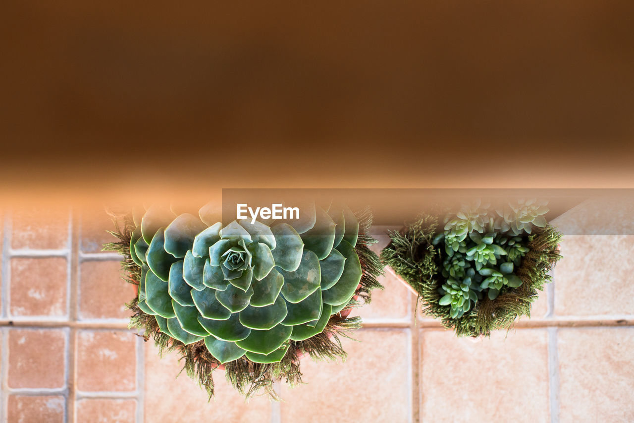 CLOSE-UP OF CACTUS PLANT