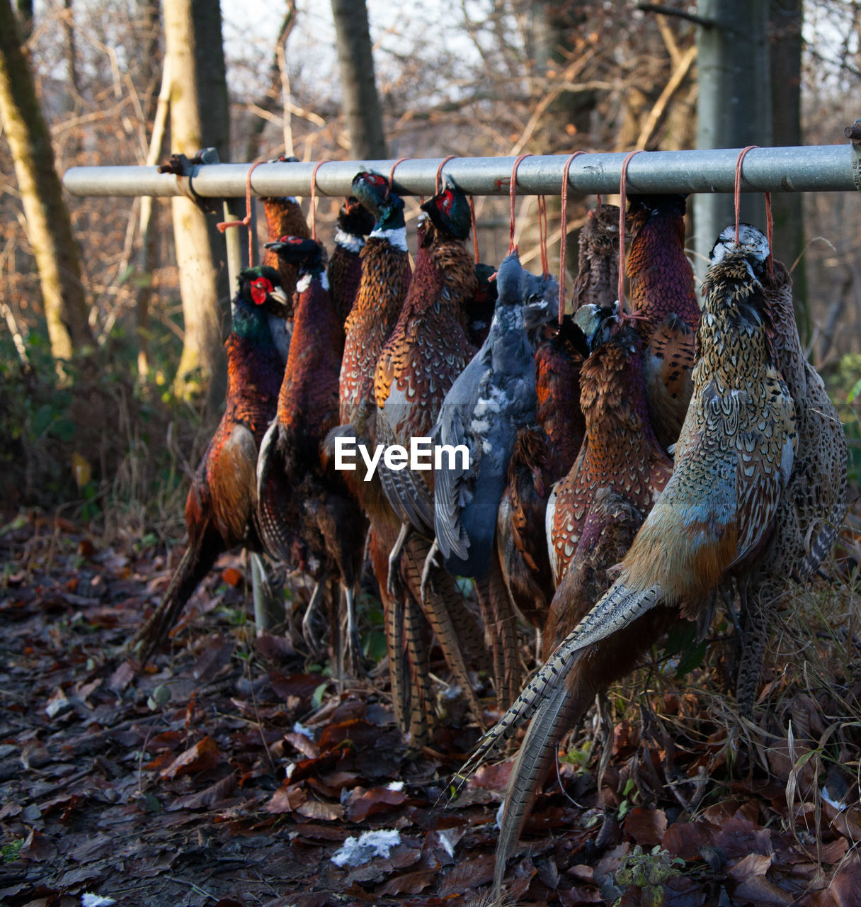 VIEW OF BIRDS ON LAND IN FOREST