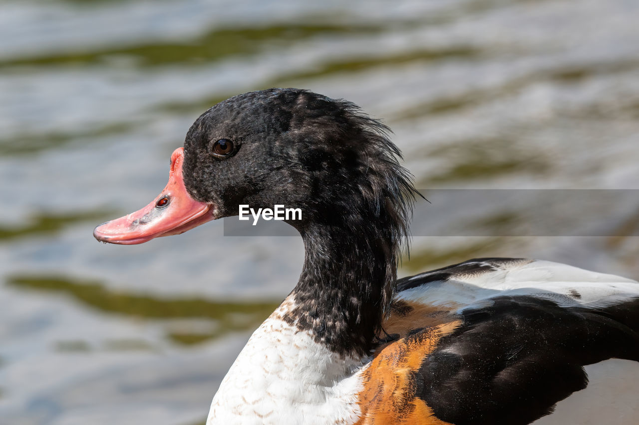 CLOSE-UP OF A DUCK