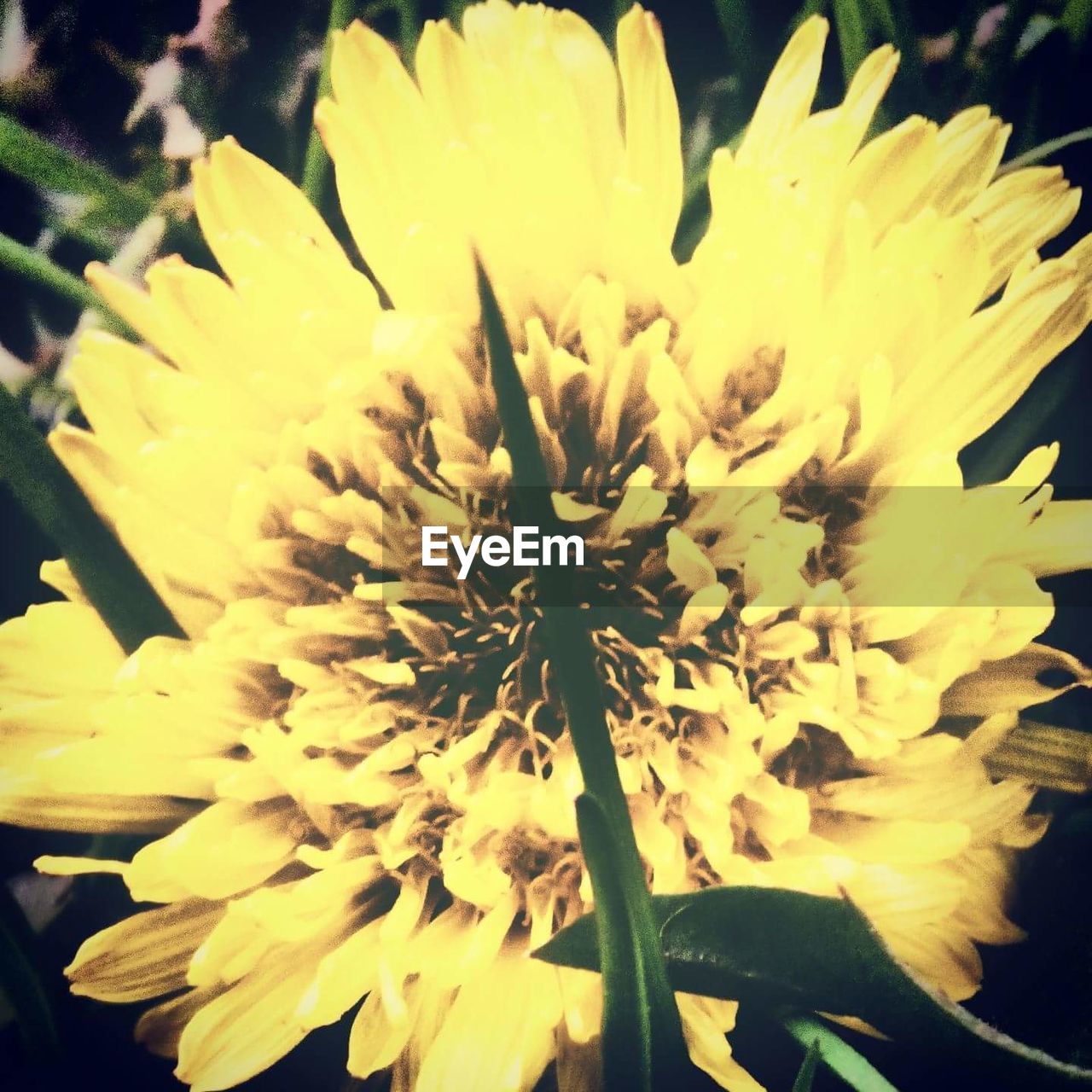 Close-up of yellow flower