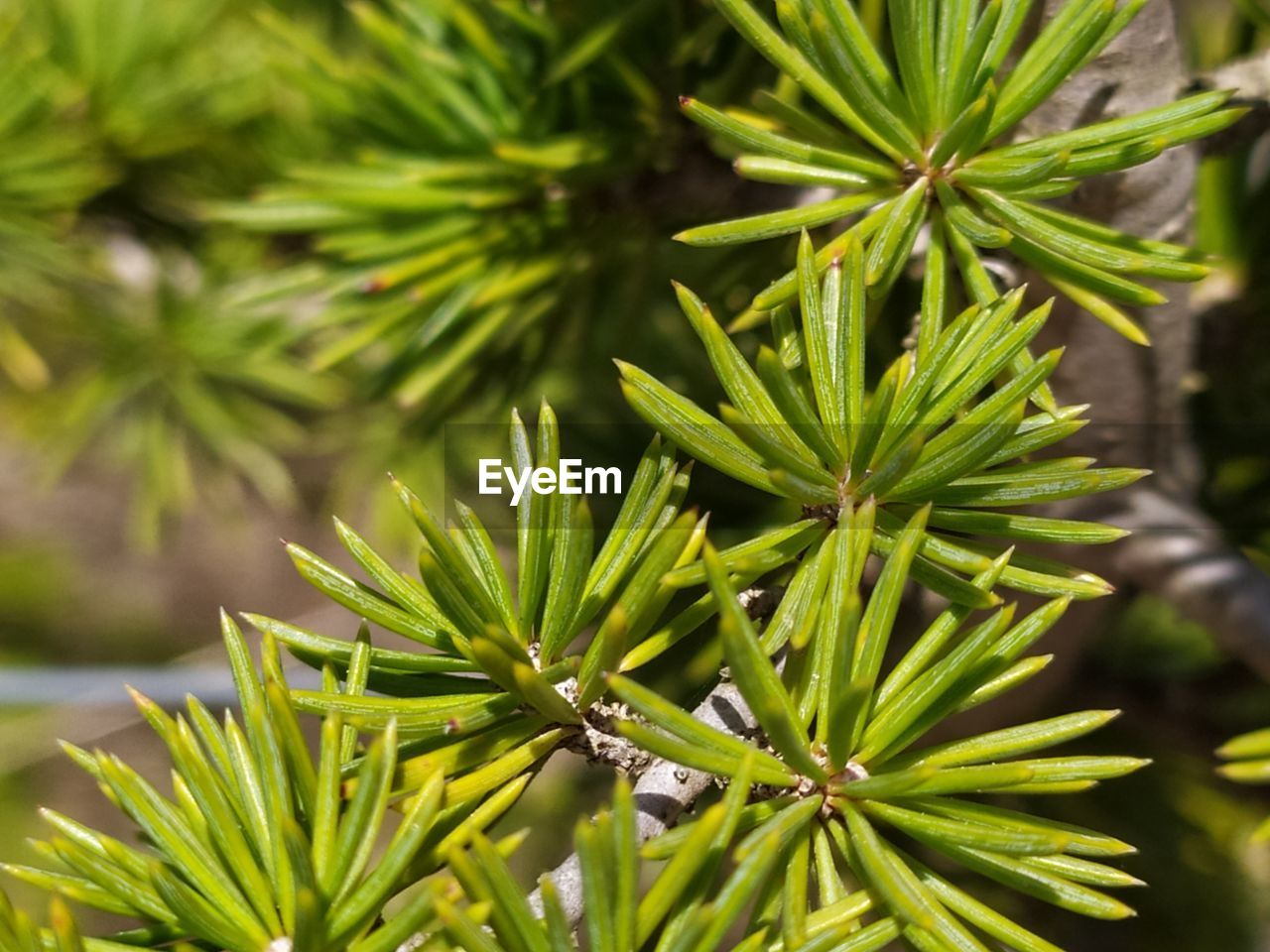 CLOSE-UP OF FRESH GREEN LEAVES