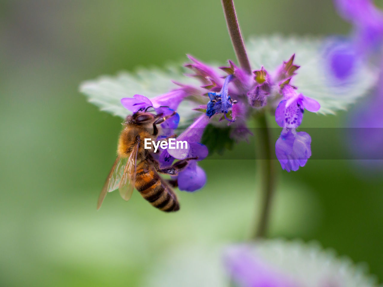 flower, flowering plant, insect, animal wildlife, animal themes, animal, beauty in nature, plant, wildlife, freshness, fragility, close-up, one animal, purple, honey bee, bee, petal, macro photography, nature, flower head, pollination, focus on foreground, growth, no people, macro, wildflower, selective focus, animal wing, outdoors, springtime, pollen, flying, blossom, day, food, full length