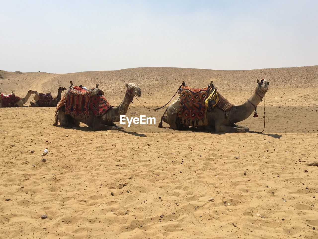 VIEW OF A HORSE IN DESERT