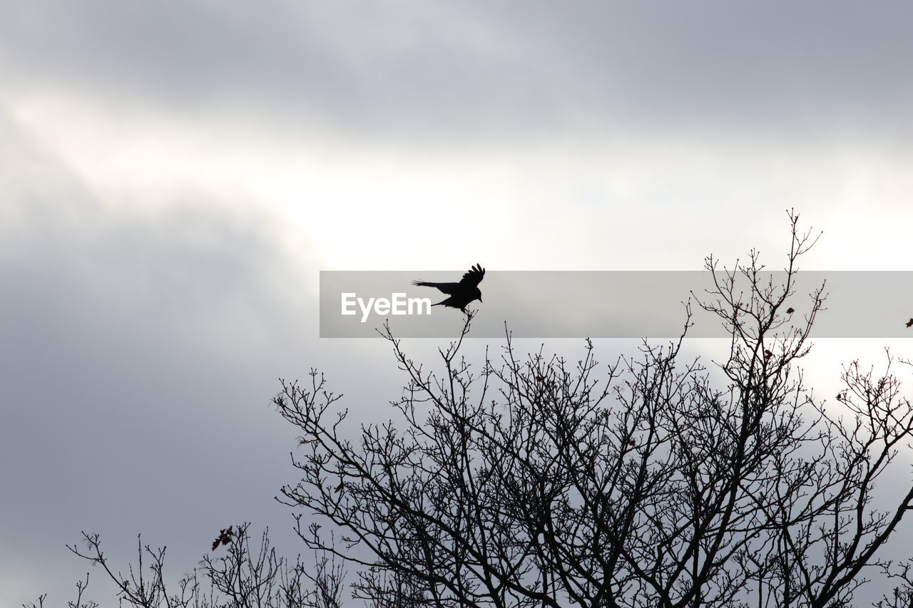 Low angle view of silhouette bird flying in sky