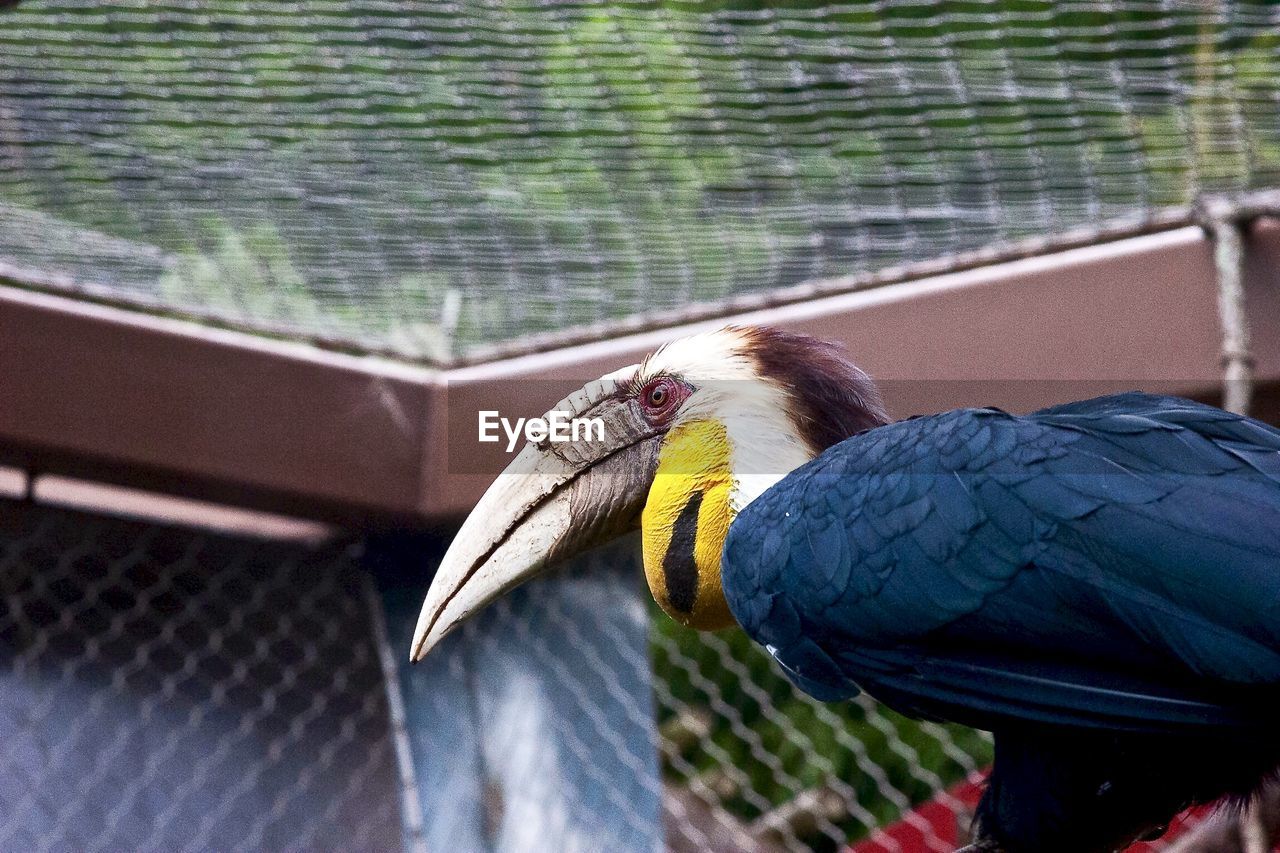 Hornbill by cage at zoo