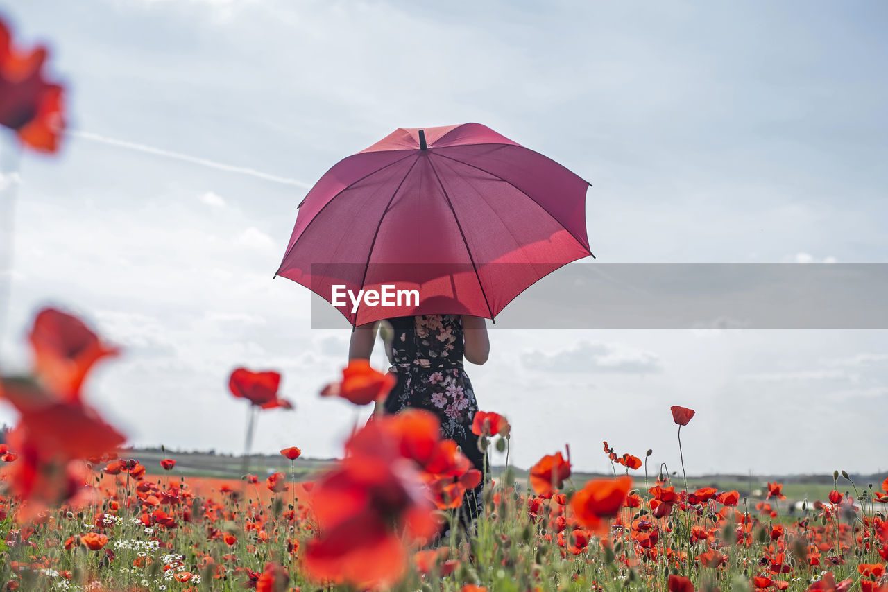 flower, umbrella, protection, red, nature, plant, sky, flowering plant, security, cloud, beauty in nature, rain, poppy, adult, day, petal, environment, outdoors, freshness, land, field, wet, women, one person, summer, landscape, fashion accessory, growth, grass, parasol