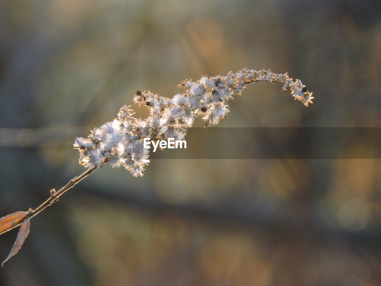 Close-up of frozen flower tree