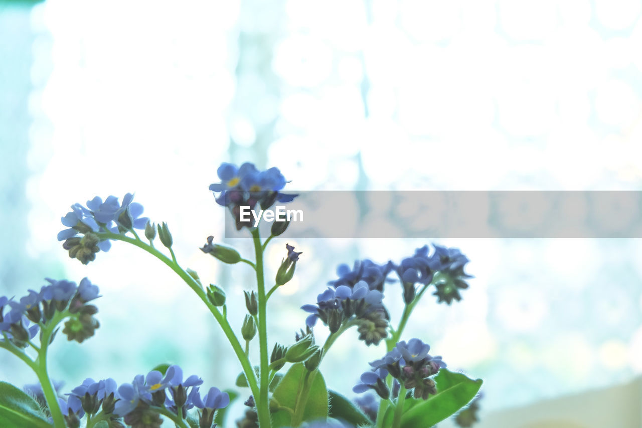 LOW ANGLE VIEW OF FLOWERS BLOOMING AGAINST CLEAR SKY