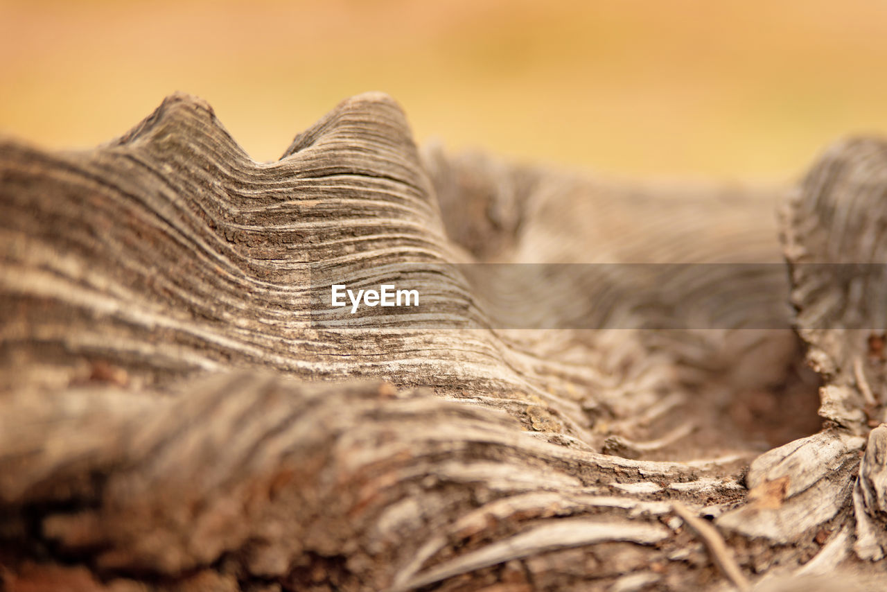 Nature details of a tree roots