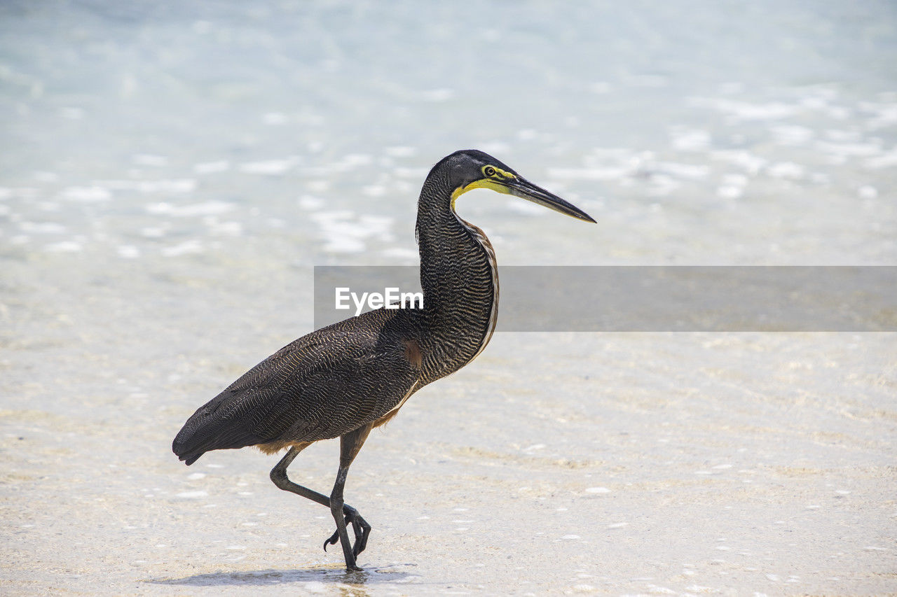 animal themes, animal, animal wildlife, bird, wildlife, one animal, beak, water, nature, full length, cormorant, no people, side view, beach, day, heron, water bird, outdoors, close-up, focus on foreground, wing