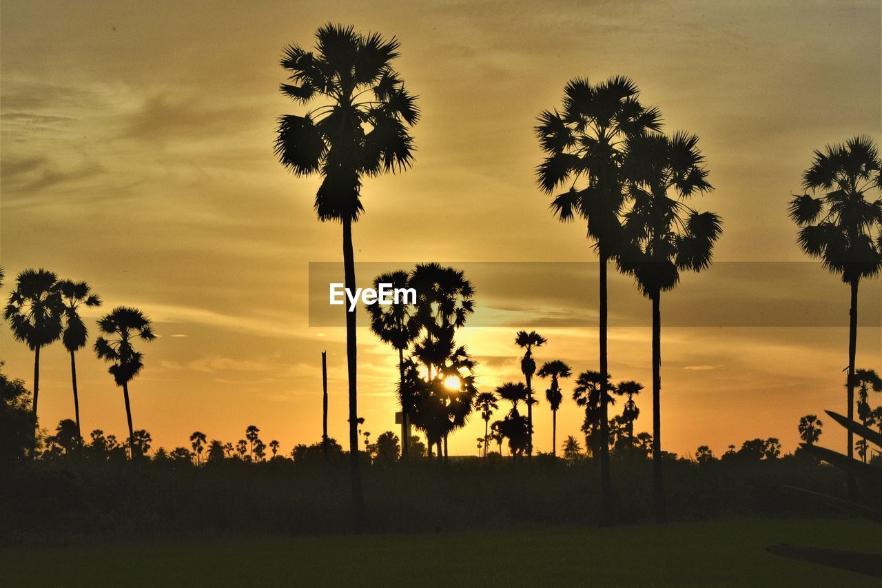 SILHOUETTE TREES AGAINST SKY DURING SUNSET