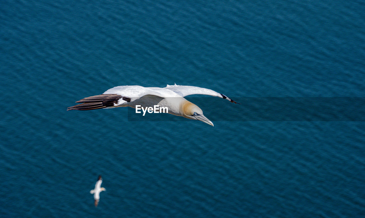 HIGH ANGLE VIEW OF SEAGULL FLYING