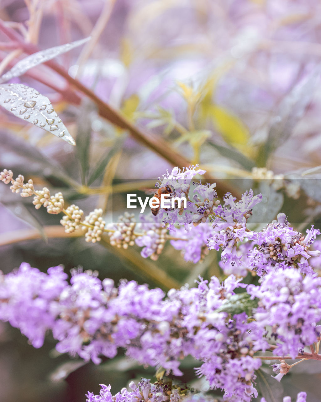 CLOSE-UP OF BEE POLLINATING ON PURPLE FLOWERING PLANT