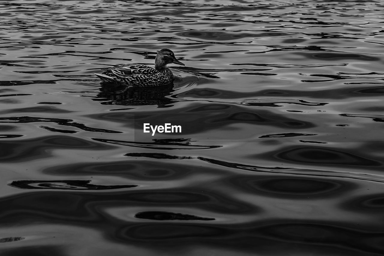 HIGH ANGLE VIEW OF BIRD IN LAKE