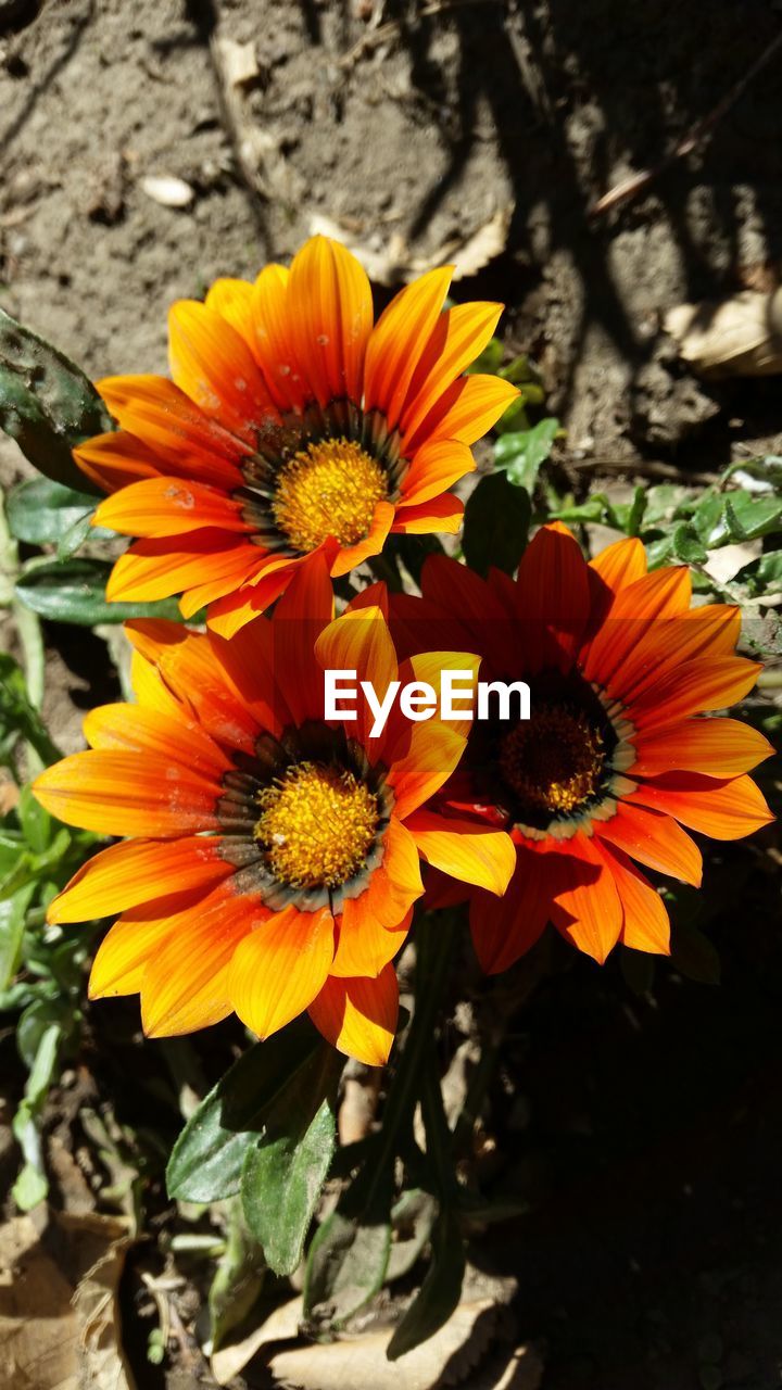 Close-up of yellow flowers