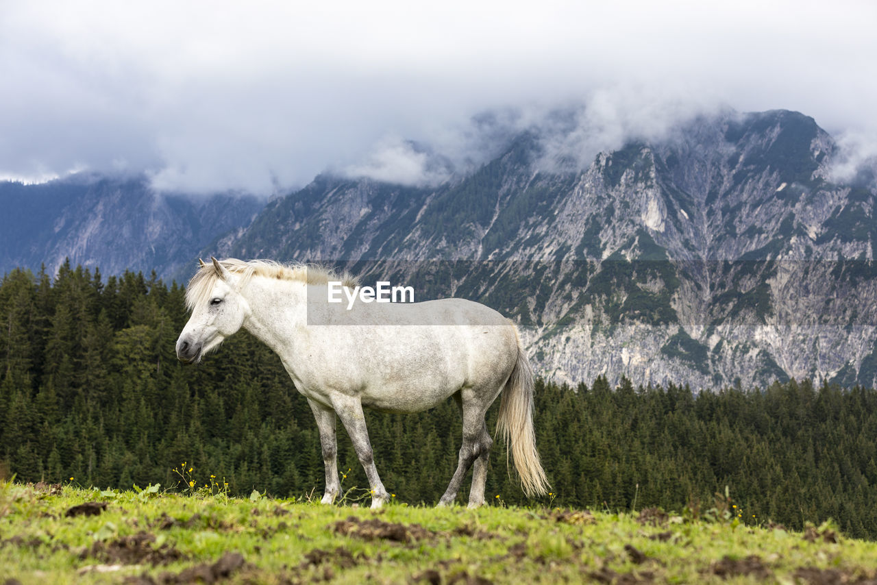 WHITE HORSE STANDING ON FIELD