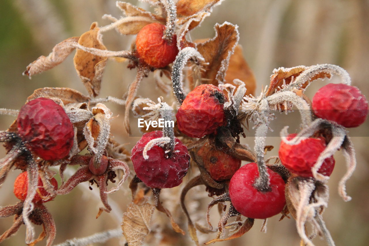 CLOSE-UP OF FROZEN BERRIES ON PLANT