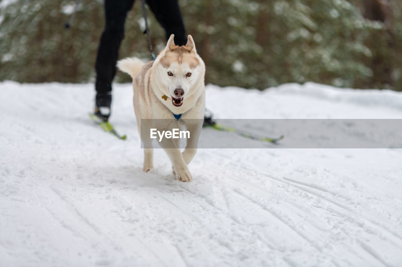 PORTRAIT OF DOG RUNNING IN SNOW