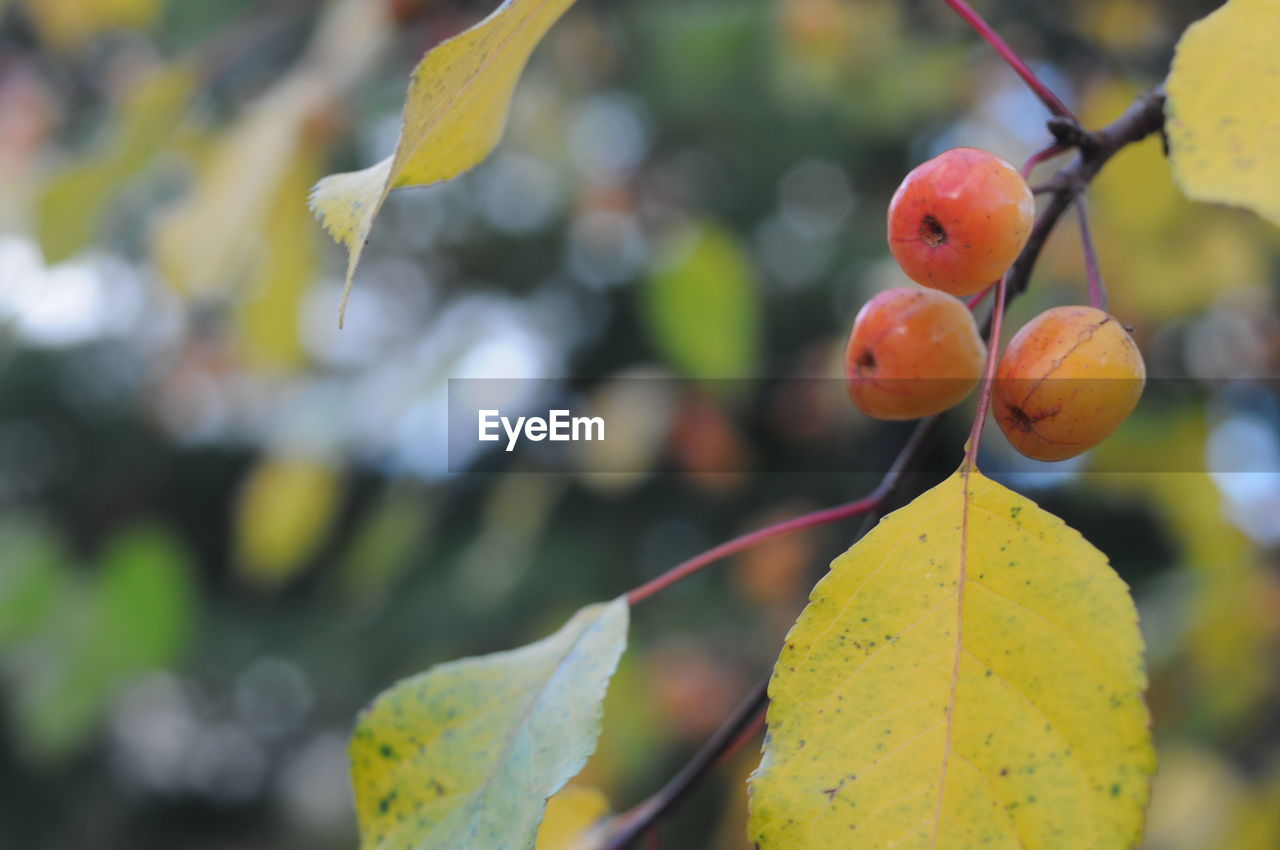 CLOSE-UP OF FRUIT ON TREE