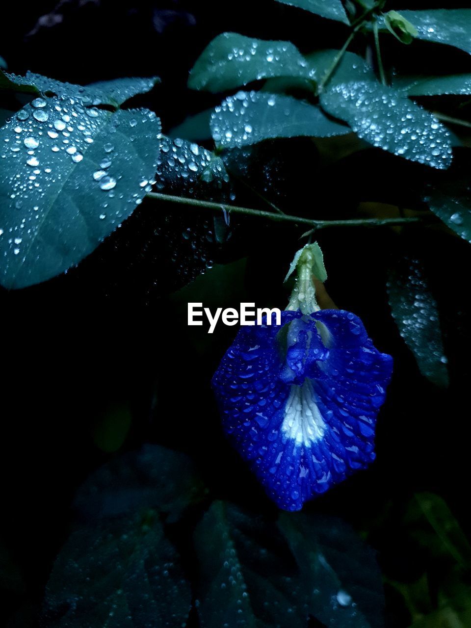 CLOSE-UP OF WATER DROPS ON PURPLE ROSE FLOWER