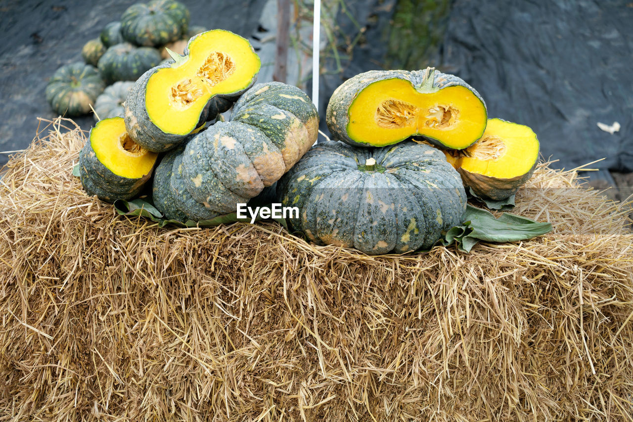 Pumpkins in farm