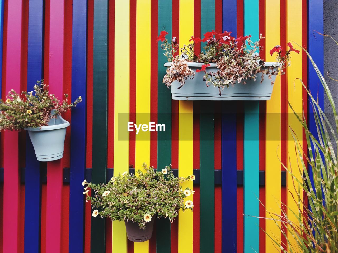 CLOSE-UP OF POTTED PLANTS ON RED FLOWER POT