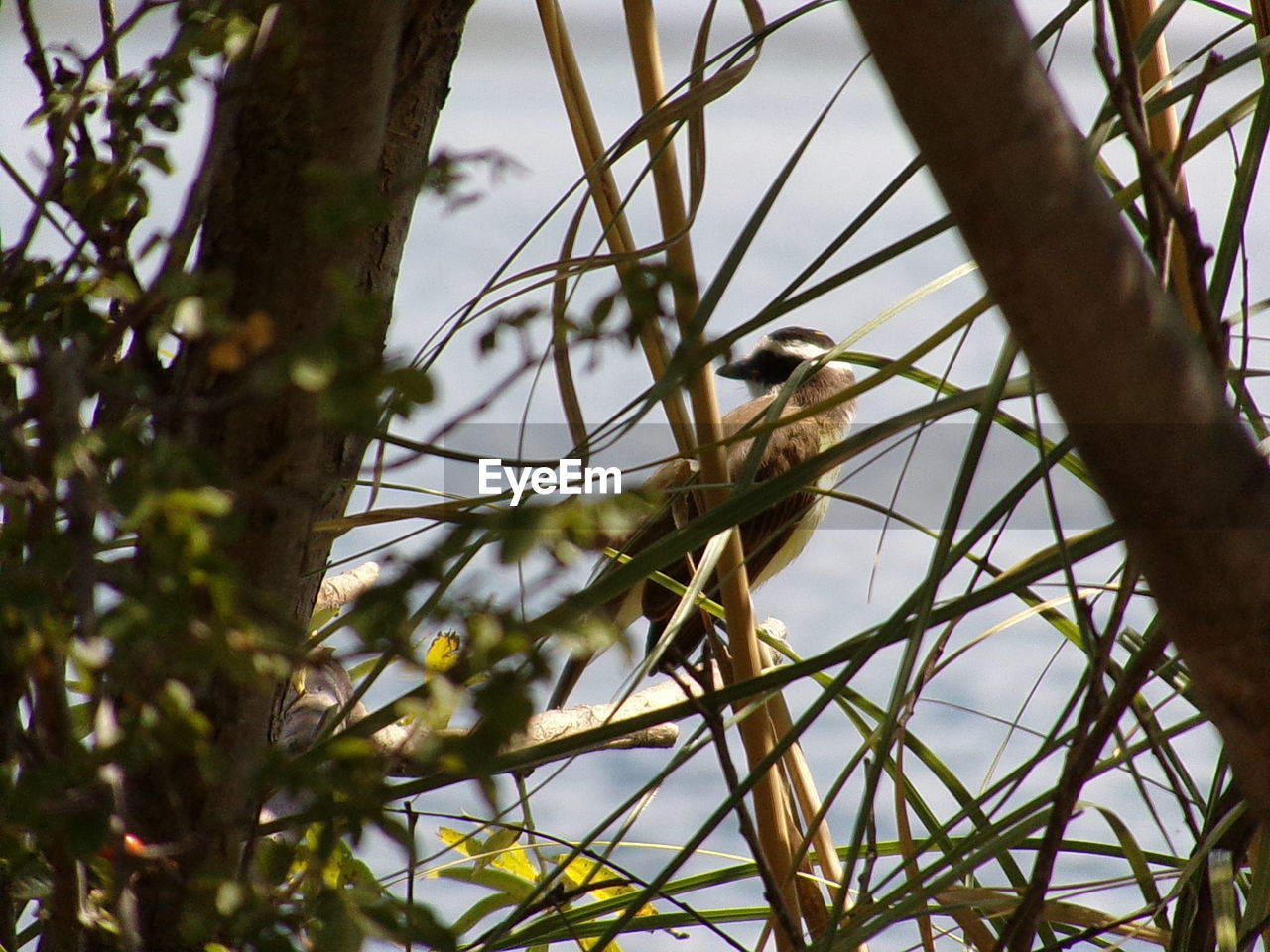 LOW ANGLE VIEW OF BIRD PERCHING ON BRANCH