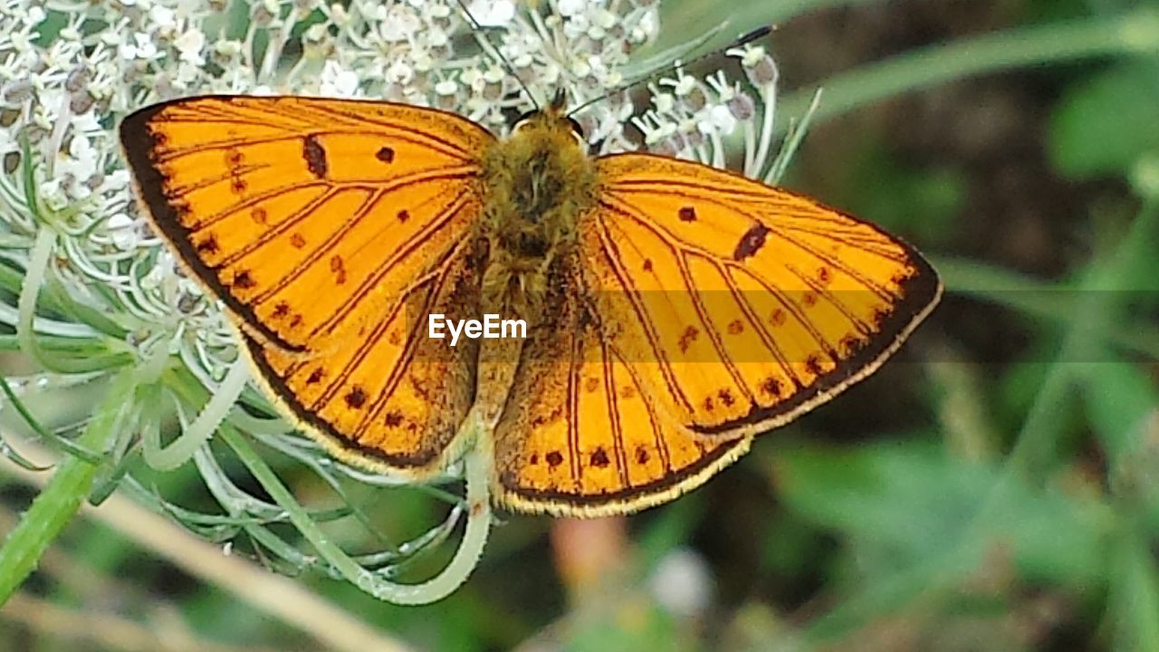 CLOSE-UP OF BUTTERFLY ON YELLOW LEAF