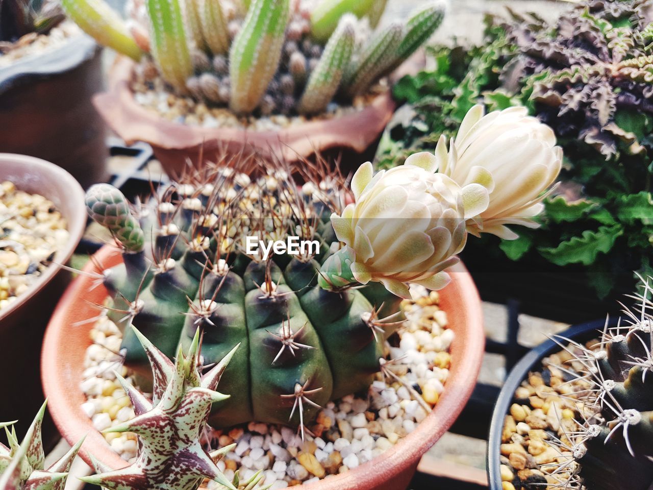 HIGH ANGLE VIEW OF SUCCULENT PLANTS