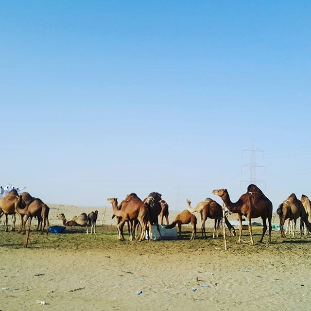 VIEW OF HORSES GRAZING ON FIELD