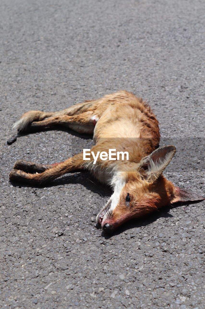 HIGH ANGLE VIEW OF A DOG ON ROAD