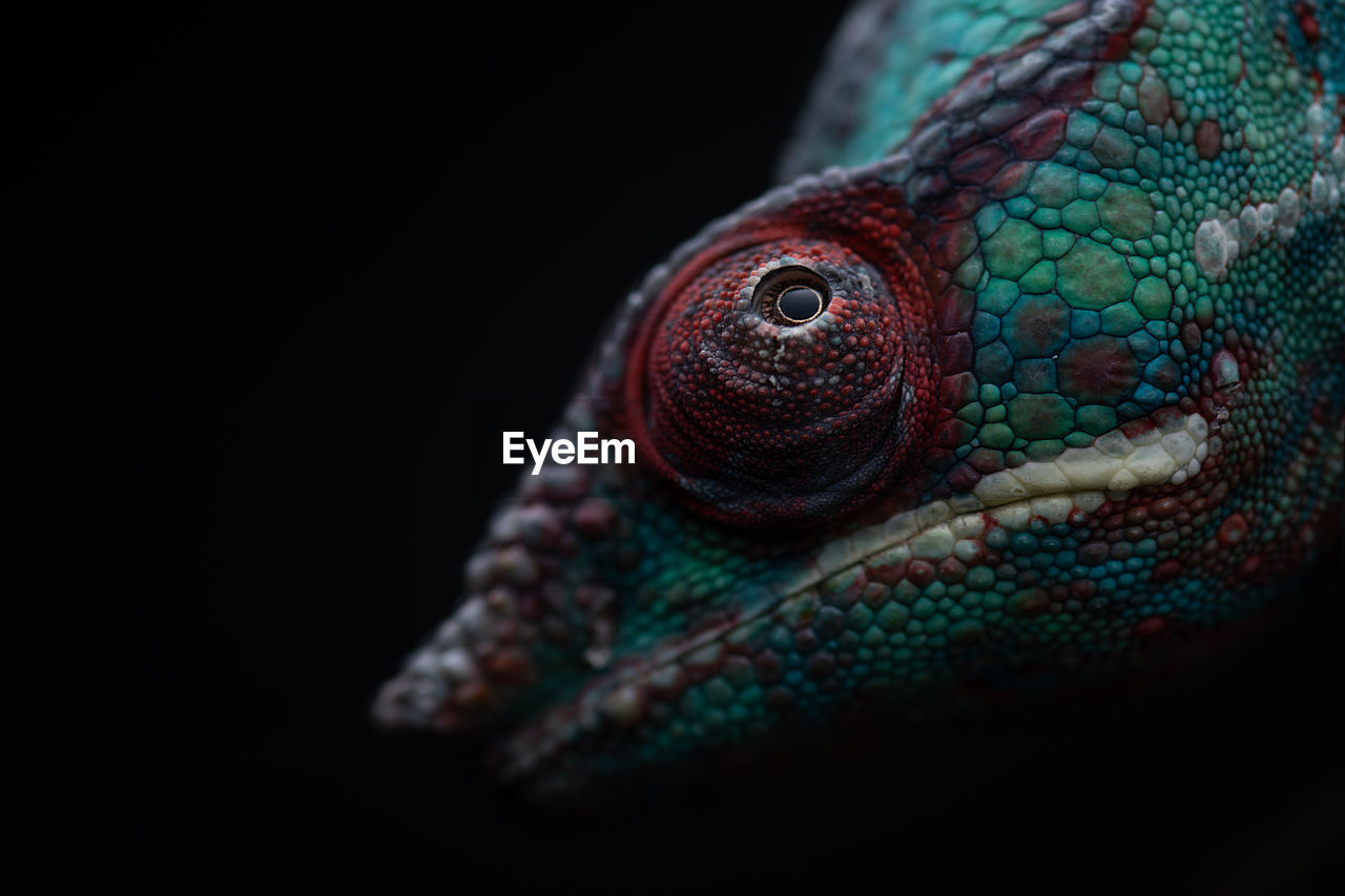Soft focus of wild panther chameleon with colorful head crawling on black background at night