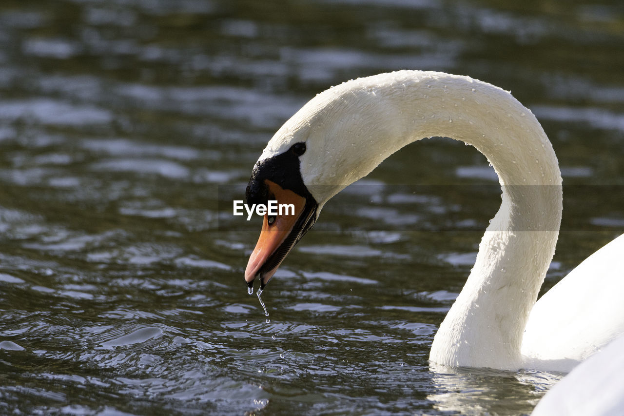 Swan floating on lake