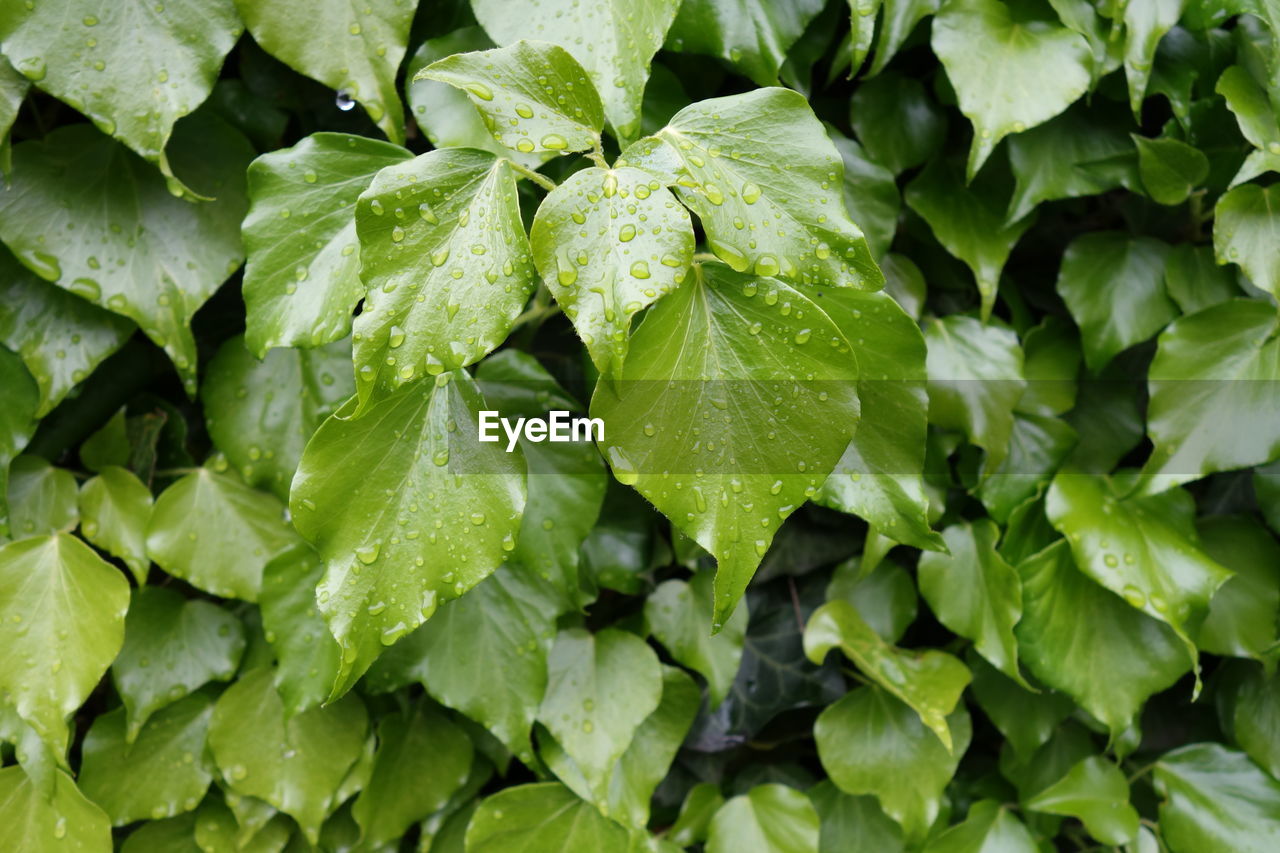 Full frame shot of wet plants