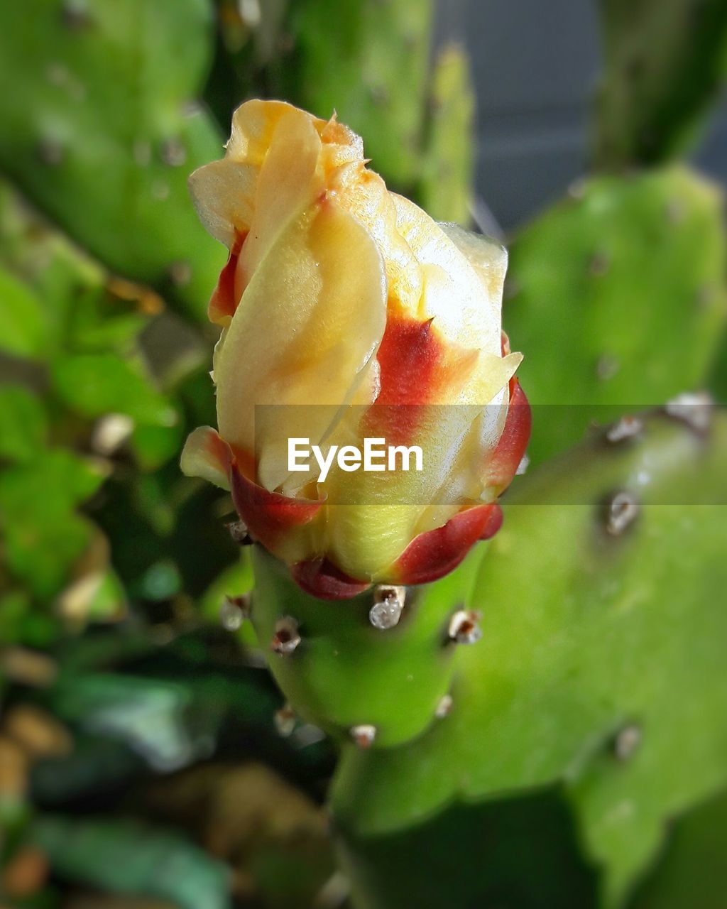 CLOSE-UP OF WET FLOWERS