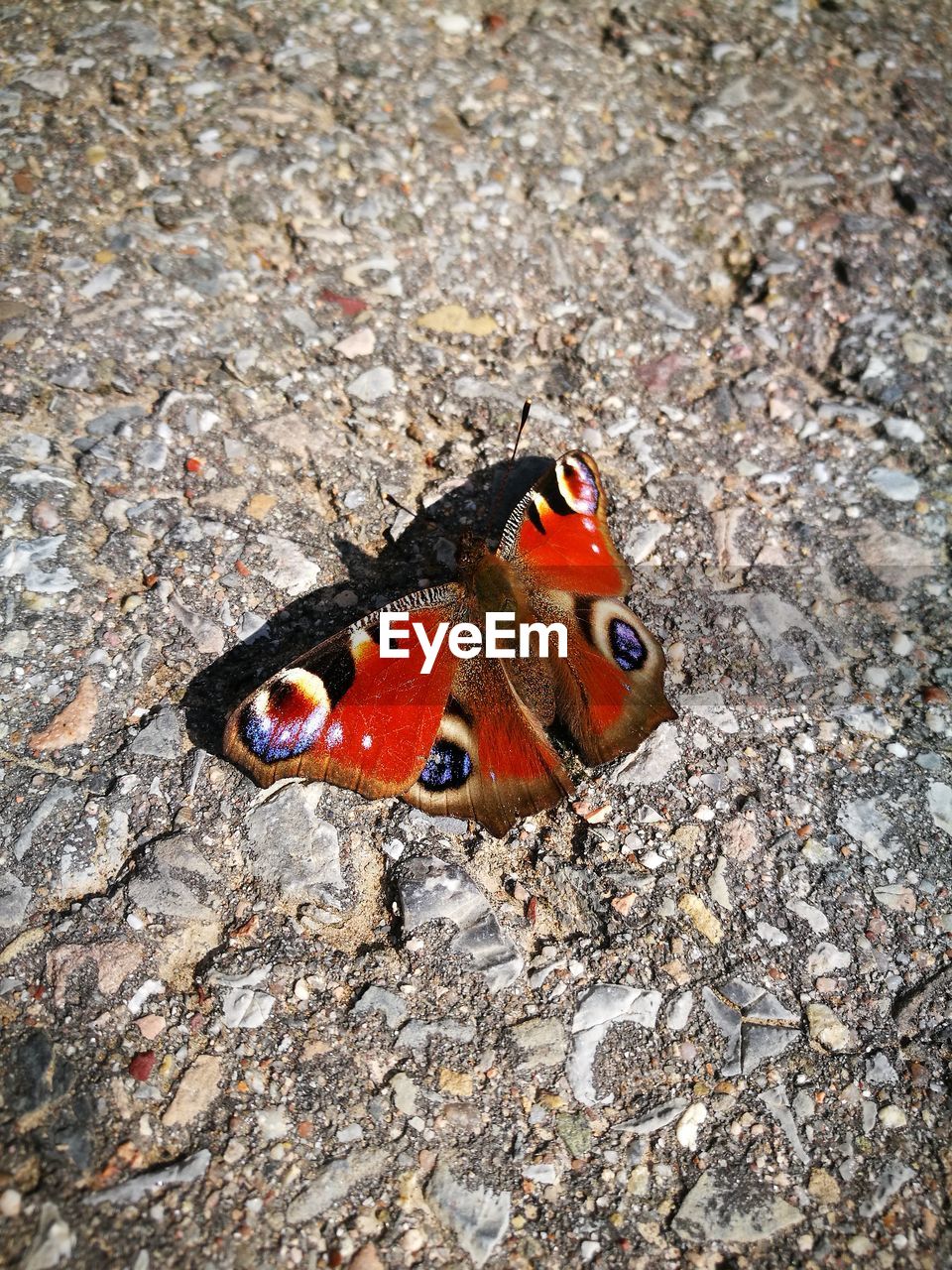 CLOSE-UP HIGH ANGLE VIEW OF INSECT ON GROUND